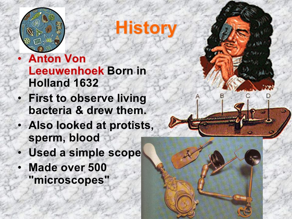 History Anton Von Leeuwenhoek Born in Holland 1632