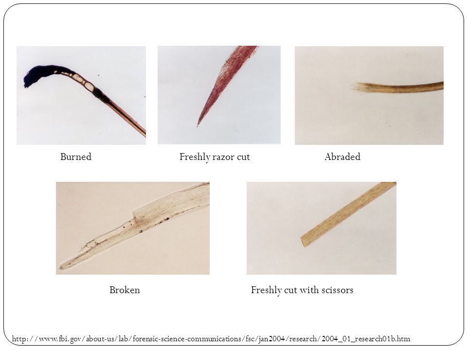 Intro to Hair Analysis Forensic Science 3/13/ ppt download Intro to Hair Analysis Forensic Science 3/13/ ppt download