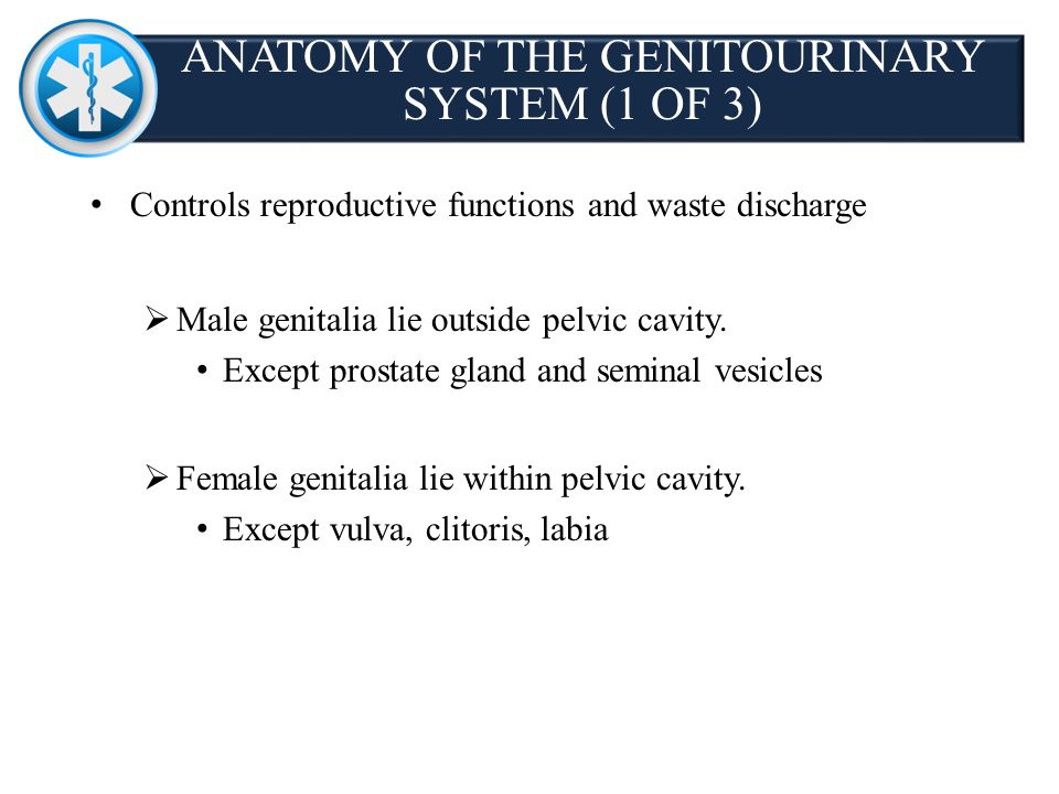 ANATOMY OF THE GENITOURINARY SYSTEM (1 OF 3)