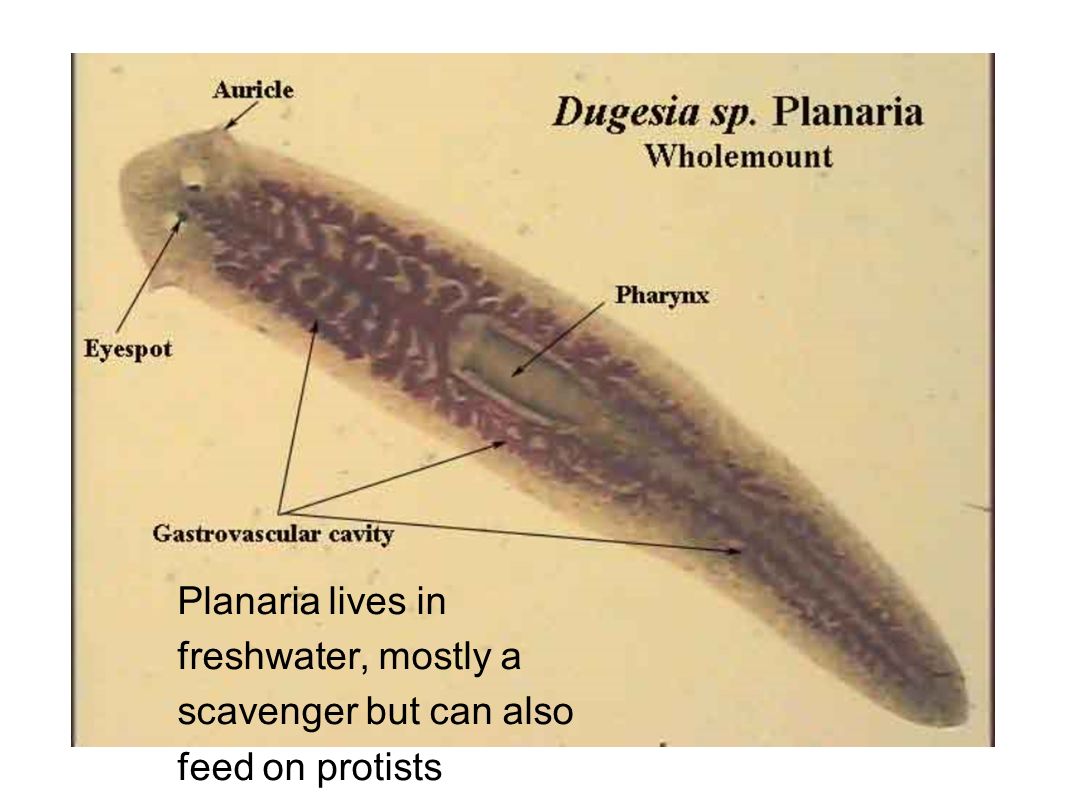 Паразитический червь пищеварительная система. Червяк планария. Реснитчатые черви планария. Плоский червь планария. Планарии паразиты.