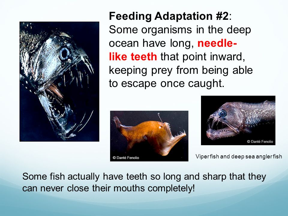Deep Sea Adaptations. - ppt video online download