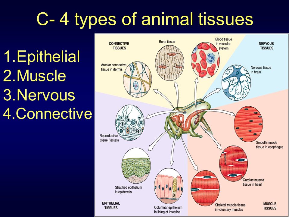 Lesson 9 Types of animal tissues and human organ systems - ppt video online  download