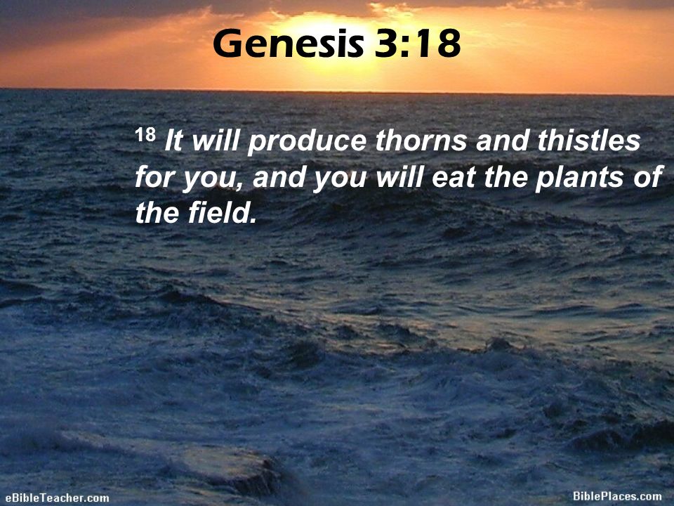 Genesis 3:18 18 It will produce thorns and thistles for you, and you will eat the plants of the field.