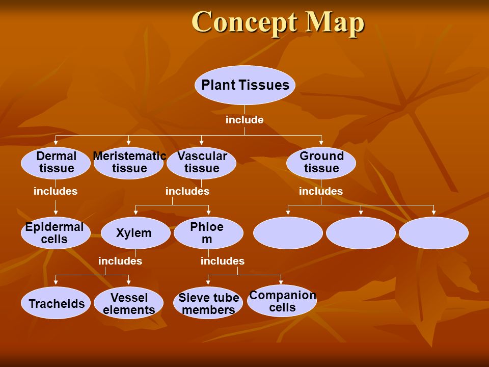 Mind Map Of Plant Tissue Chapter 23 – Dragonfly Chapter 35 – Advanced Biology - Ppt Download Mind Map Of Plant Tissue Chapter 23 – Dragonfly Chapter 35 – Advanced Biology - Ppt Download