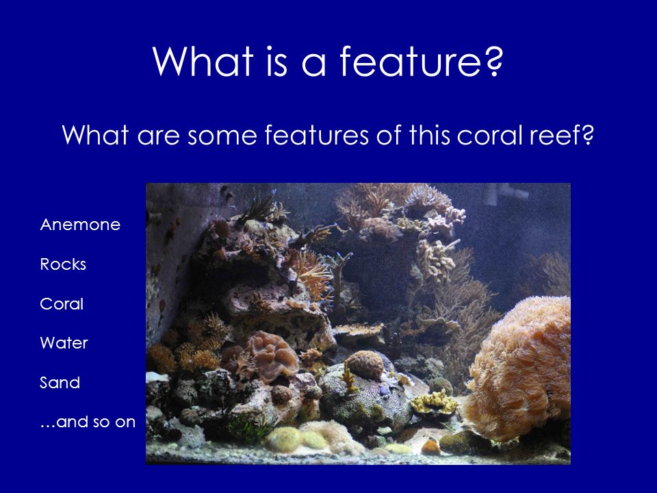 What are some features of this coral reef