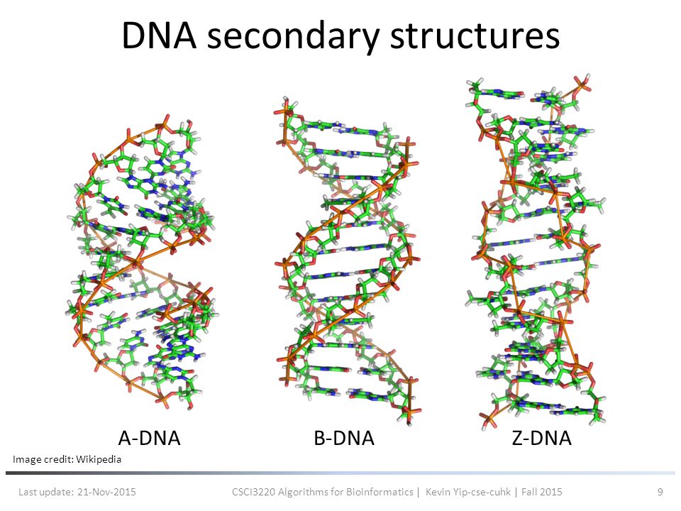 secondary structure of dna