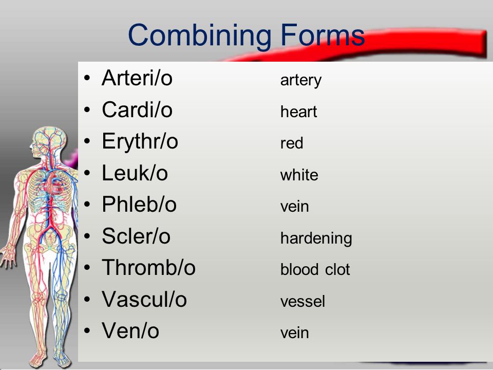 The CIRCULATORY System ppt download