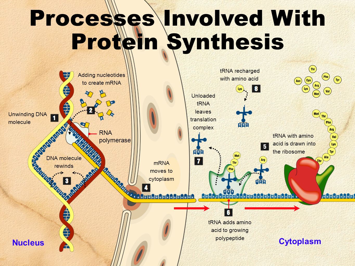 Mrna Codes For Amino Acids Ppt Video Online Download