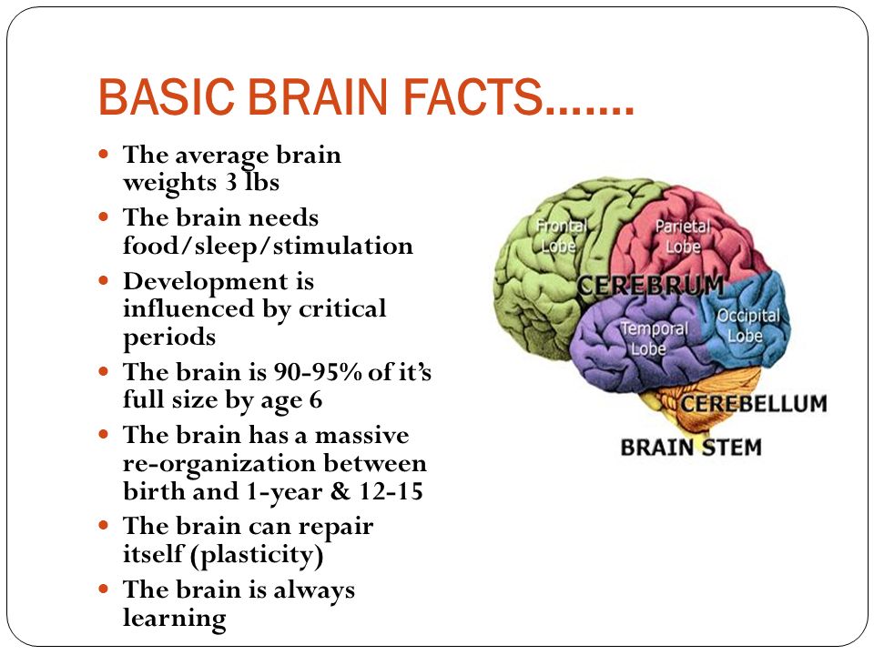 Тест по теме мозг 8 класс. Interesting facts about Human Brain. Тема мозг. Facts about the Human Brain. Мозг на английском.