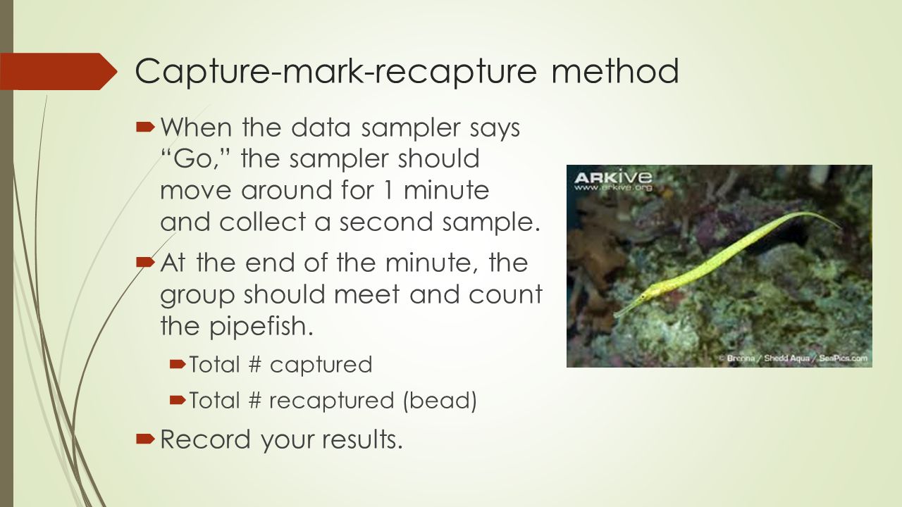 Mark-capture-release lab - ppt video online download Mark-capture-release lab - ppt video online download
