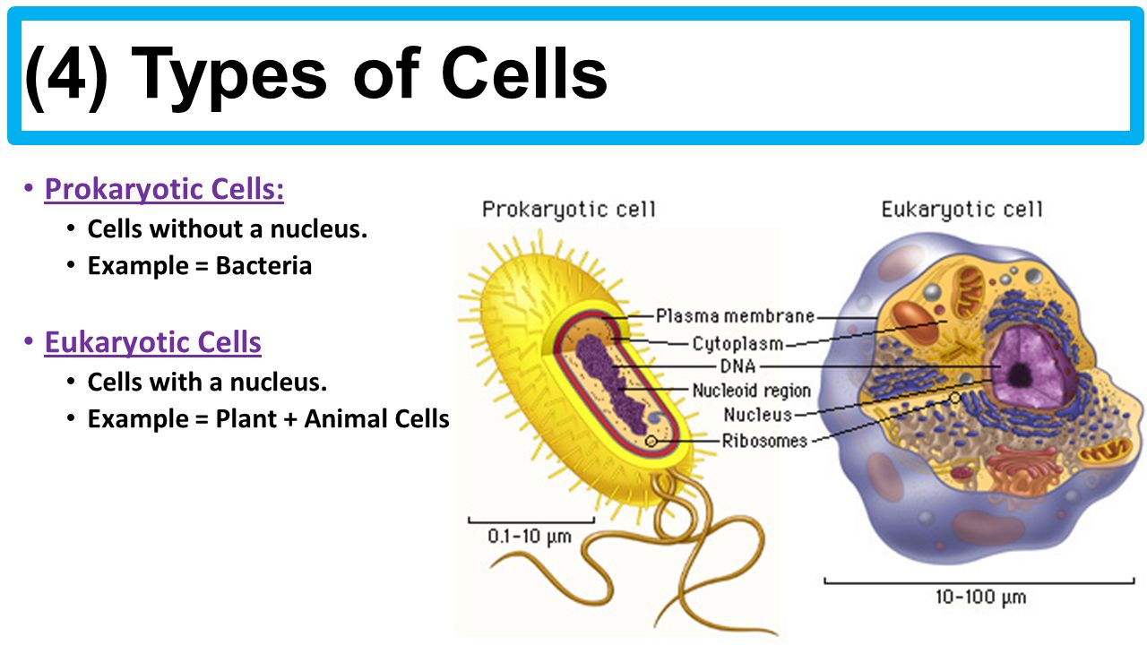 three different types of cells