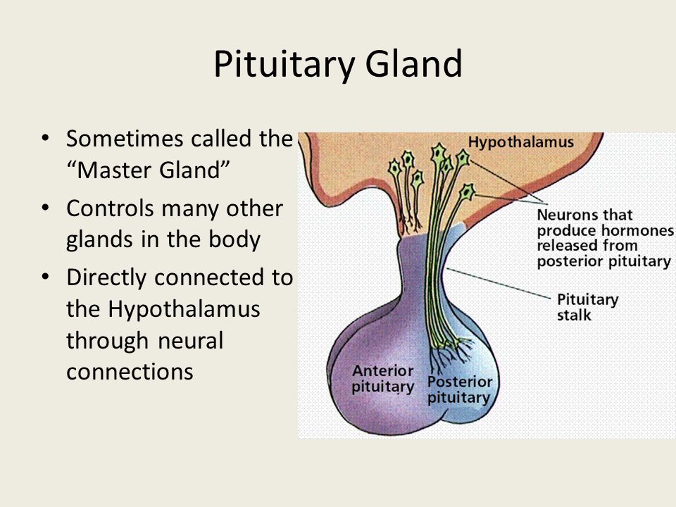 is the pituitary gland the master gland
