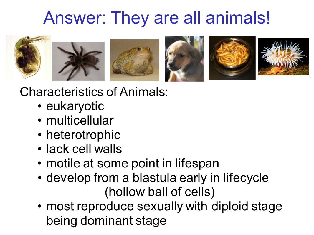 Introduction to the Animal Kingdom - ppt video online download