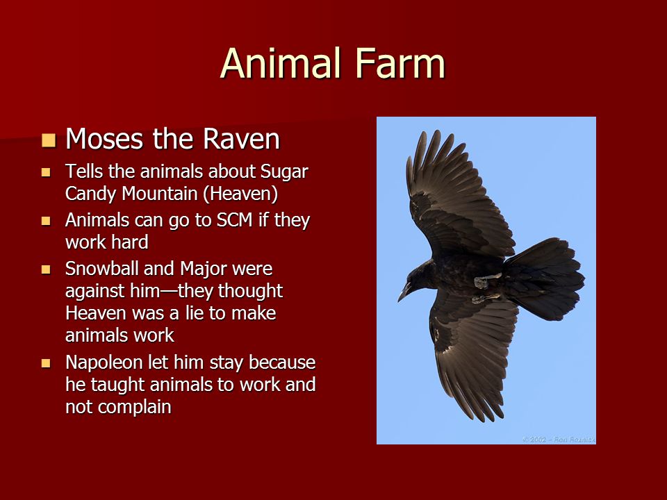 ALLEGORY Comparing Animal Farm to The Russian Revolution - ppt video online  download