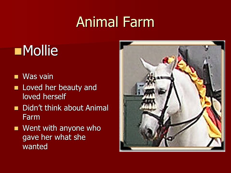 mollie animal farm