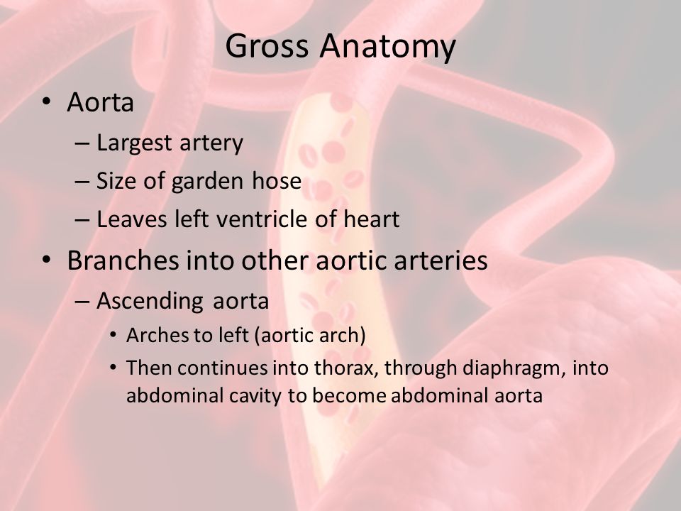 Blood Vessels Gross Anatomy Ppt Video Online Download
