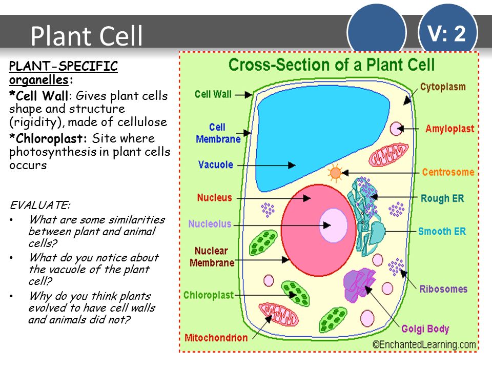 organelles specific to plant cells