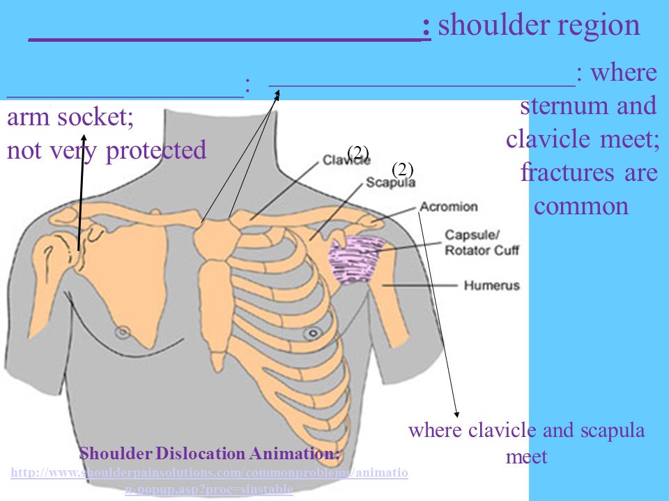 Use the terminology associated with the skeletal system and … - ppt download