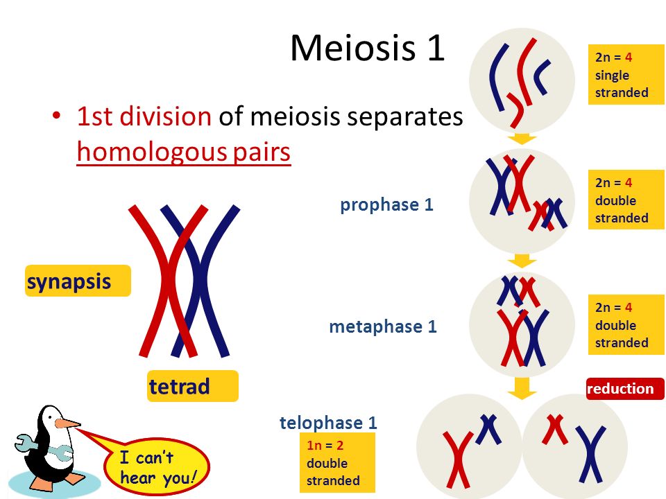 Meiosis 1 1st division of meiosis separates homologous pairs synapsis.