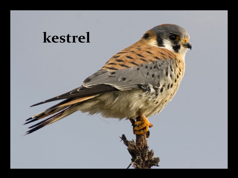 Крик птицы подзывающий. Kestrel Birds jpeg. Птицы Аргентины фото с названиями.