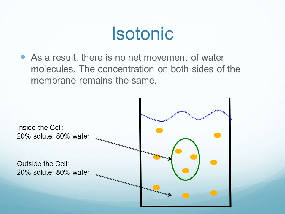 Isotonic As a result, there is no net movement of water molecules. The concentration on both sides of the membrane remains the same.