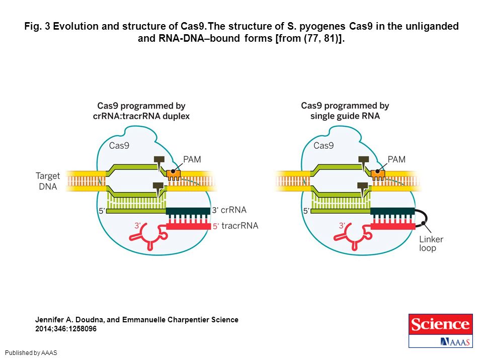 Fig. 3 Evolution and structure of Cas9. The structure of S