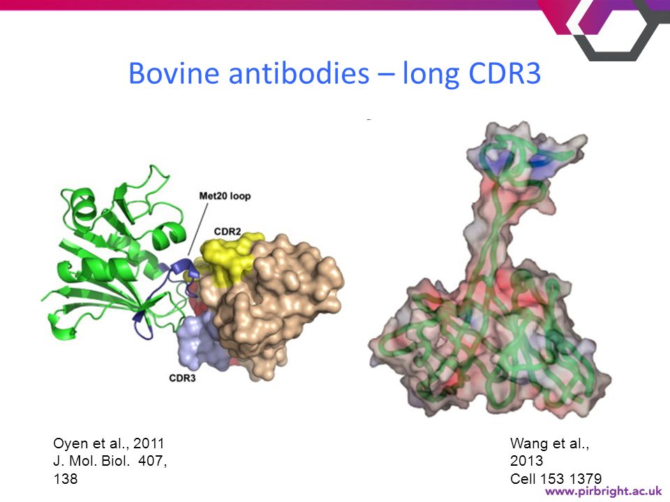 Bovine antibodies – long CDR3