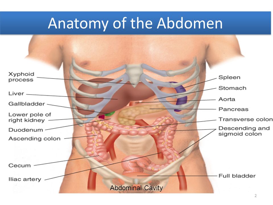 Molestias parte baja abdomen