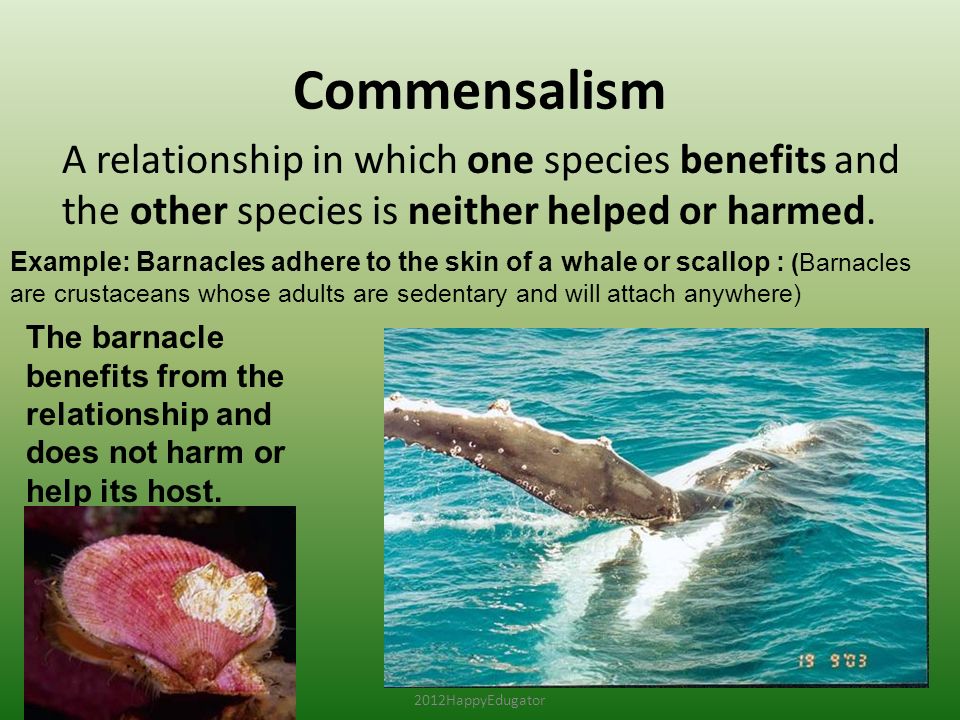 Symbiosis And Symbiotic Relationships Ppt Video Online Download