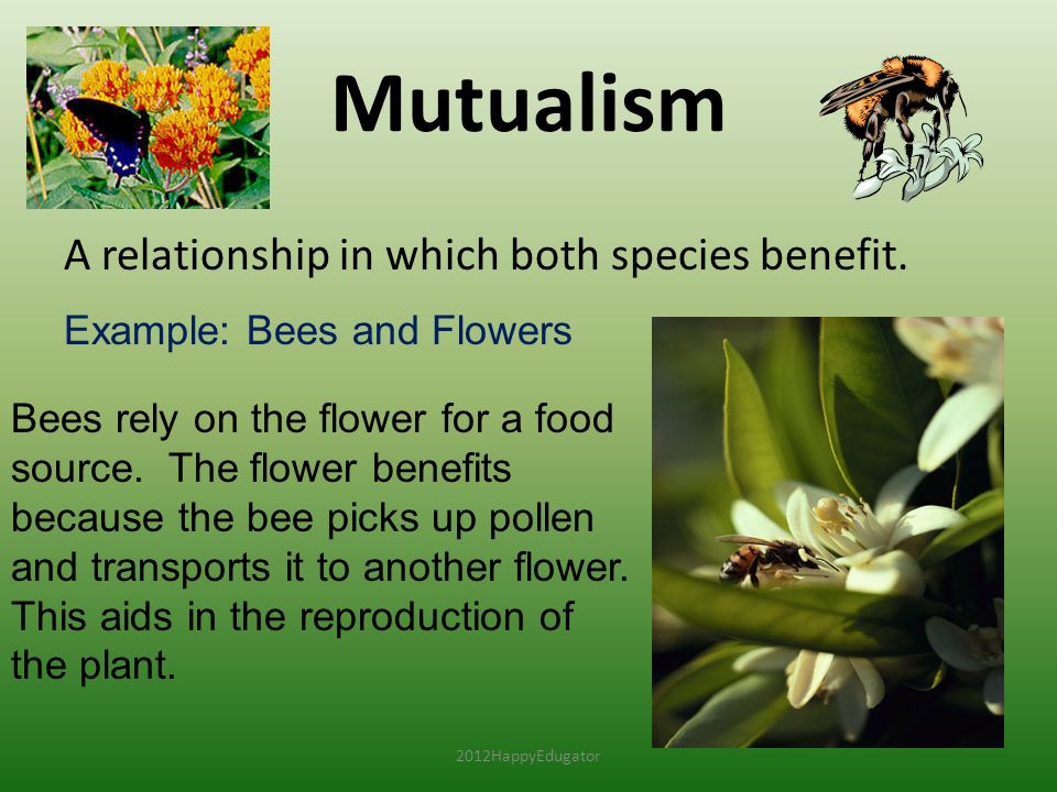 Symbiosis and Symbiotic Relationships - ppt video online download