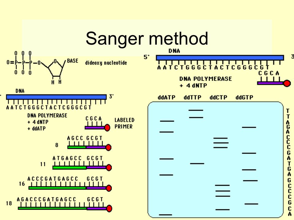 Секвенирование нуклеотидов. Секвенирование метод Сэнгера. Фредерик Сенгер секвенирование. Метод секвенирования ДНК. Секвенирование ДНК по методу Сэнгера.