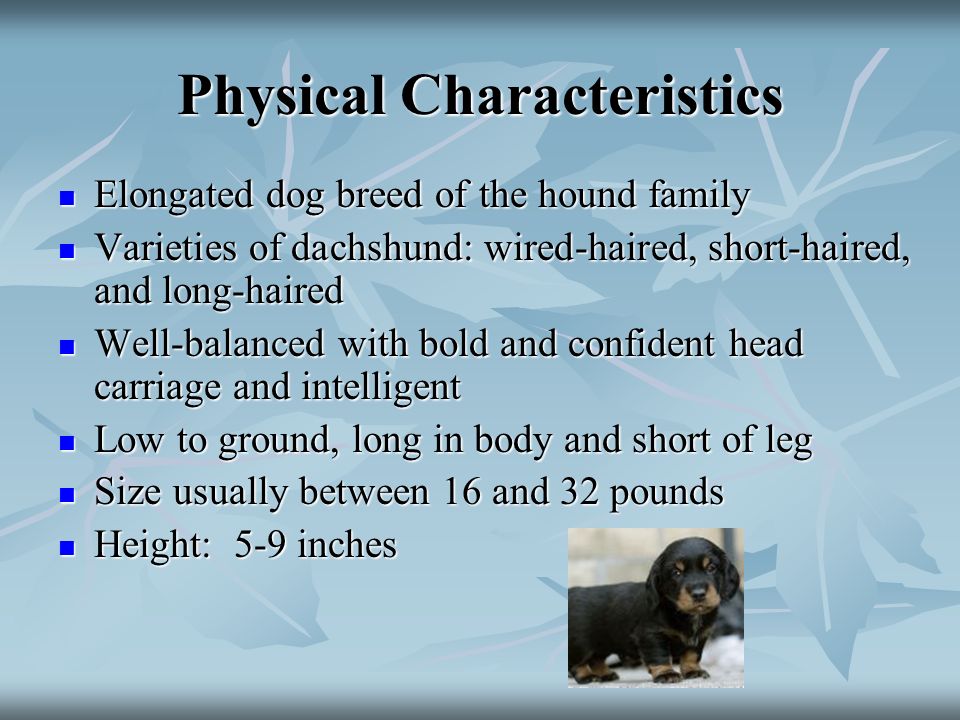 what are characteristics of dogs