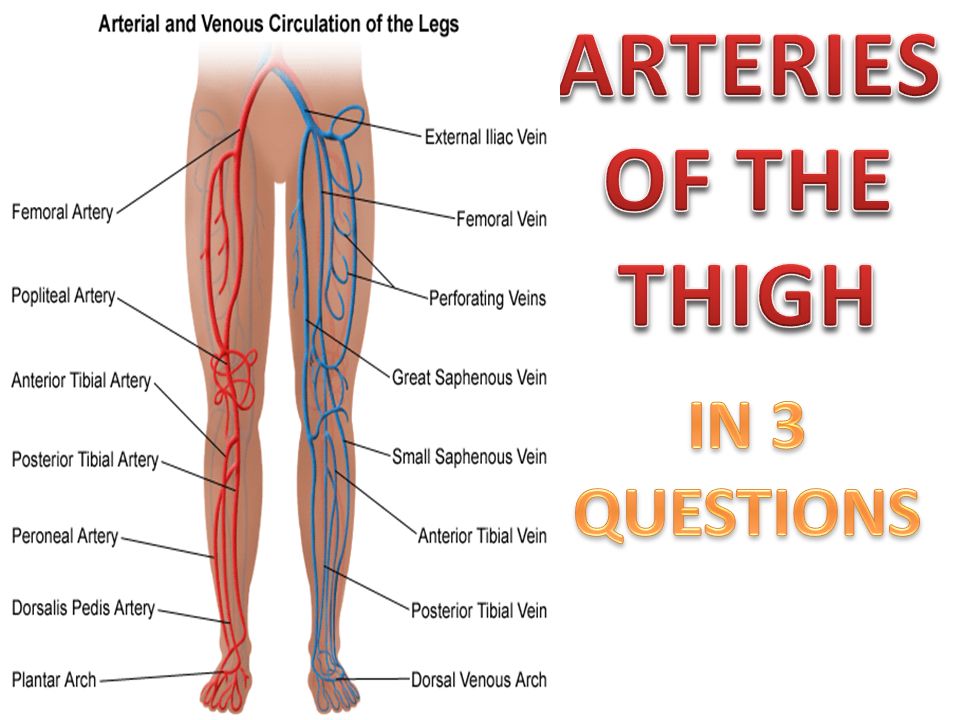 Arteries of the thigh in 3 questions.