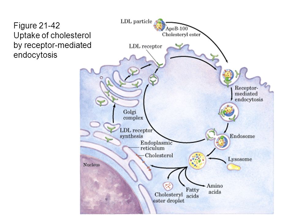 Figure Uptake of cholesterol by receptor-mediated endocytosis