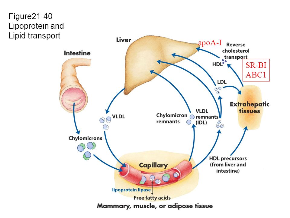 Figure21-40 Lipoprotein and Lipid transport apoA-I SR-BI ABC1
