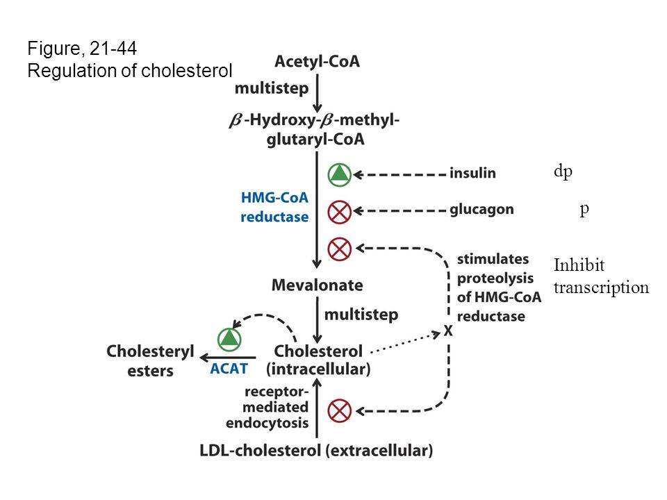 Figure, Regulation of cholesterol dp p Inhibit transcription
