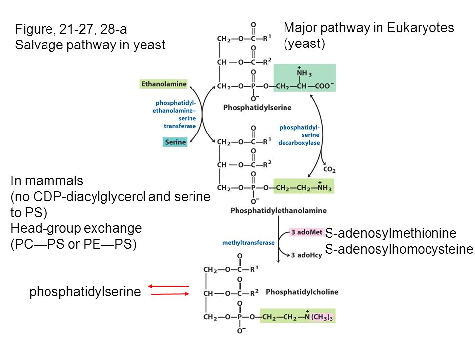 Figure, 21-27, 28-a Salvage pathway in yeast. Major pathway in Eukaryotes. (yeast) In mammals. (no CDP-diacylglycerol and serine.