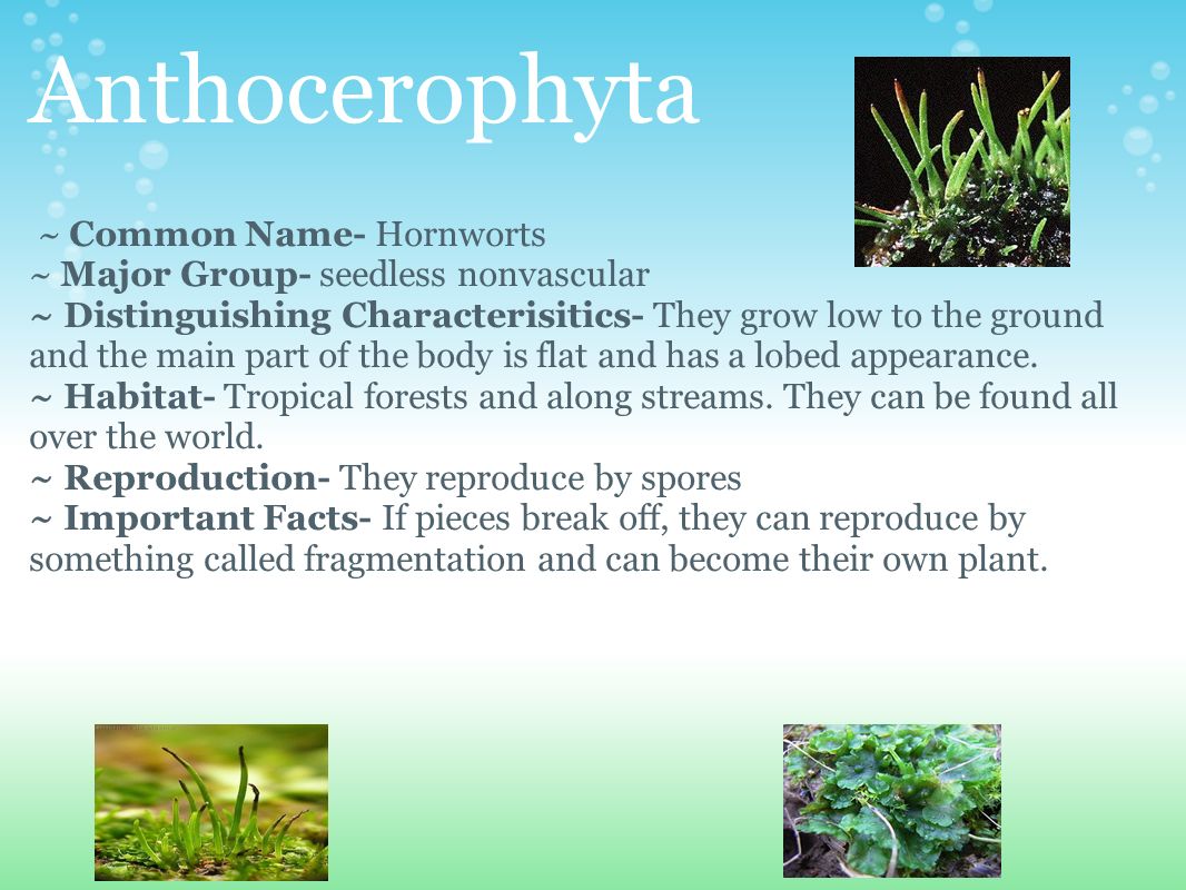 Anthocerophyta ~ Common Name- Hornworts