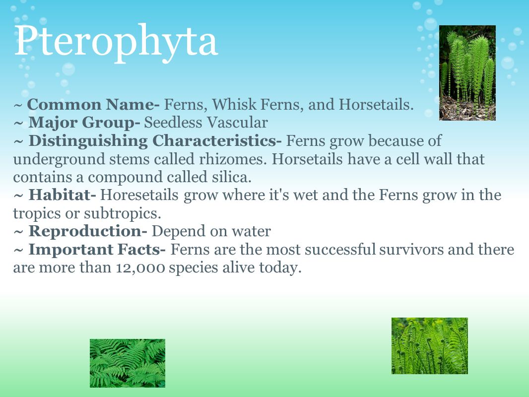 Pterophyta ~ Common Name- Ferns, Whisk Ferns, and Horsetails.