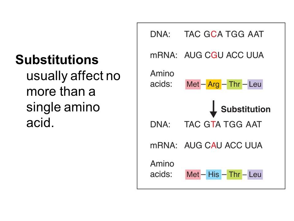 Substitutions usually affect no more than a single amino acid.