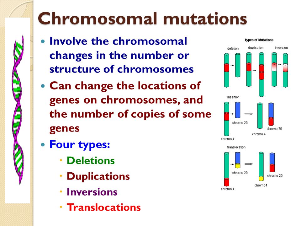 Presentation on theme: "Types of mutations Mutations are changes in th...