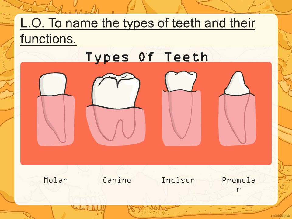 I Can Identify The Types And Functions Of Teeth Ppt Video