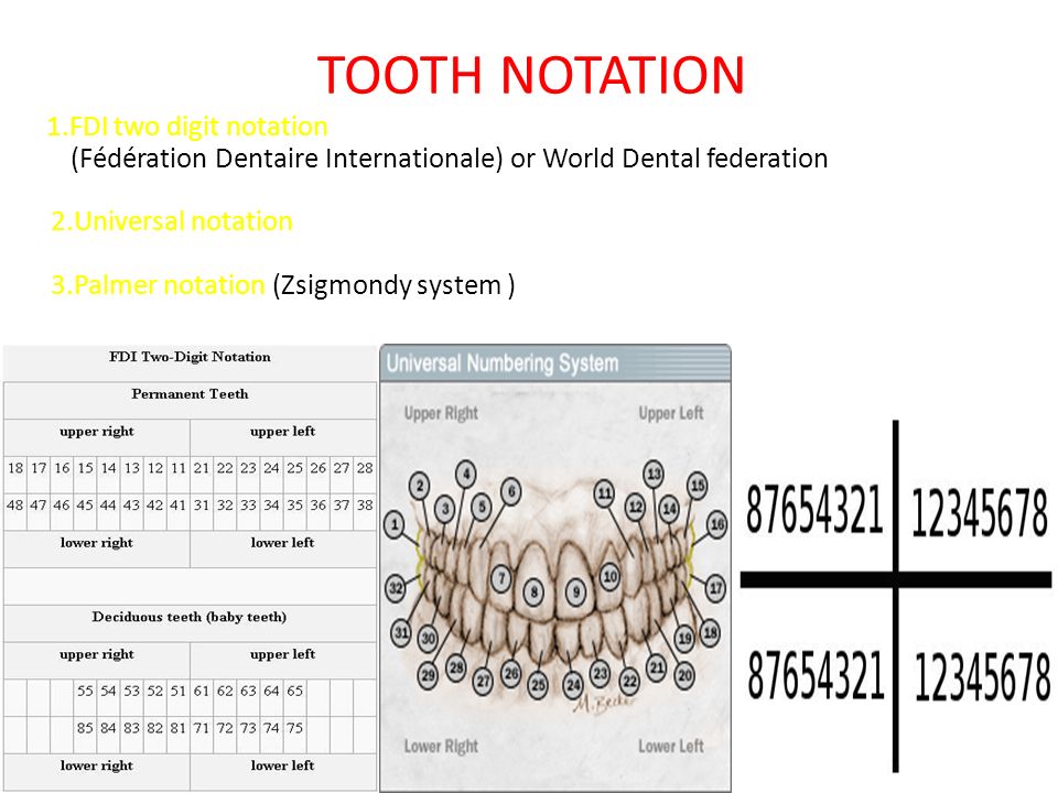 Teeth Types Formula Eruption Ppt Video Online Download