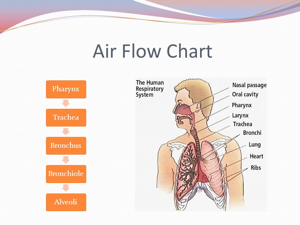 Flow Chart Of Human Respiratory System