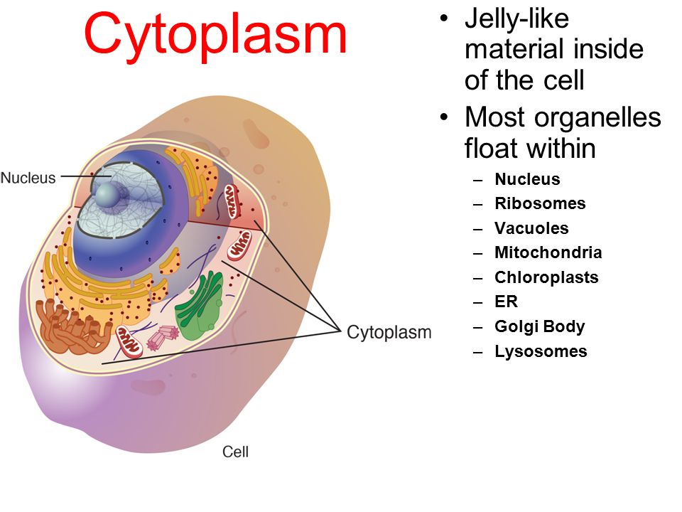 I have cytoplasm in my cells It's a jelly like fluid in my cell I likes  the j Meme Maker!