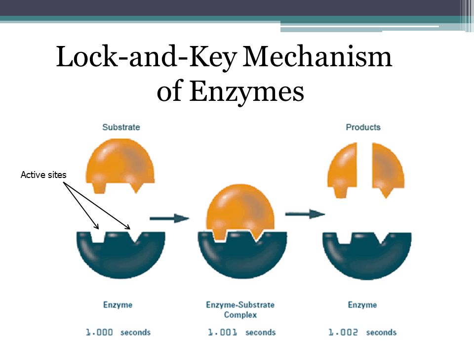 Lock-and-Key Mechanism of Enzymes