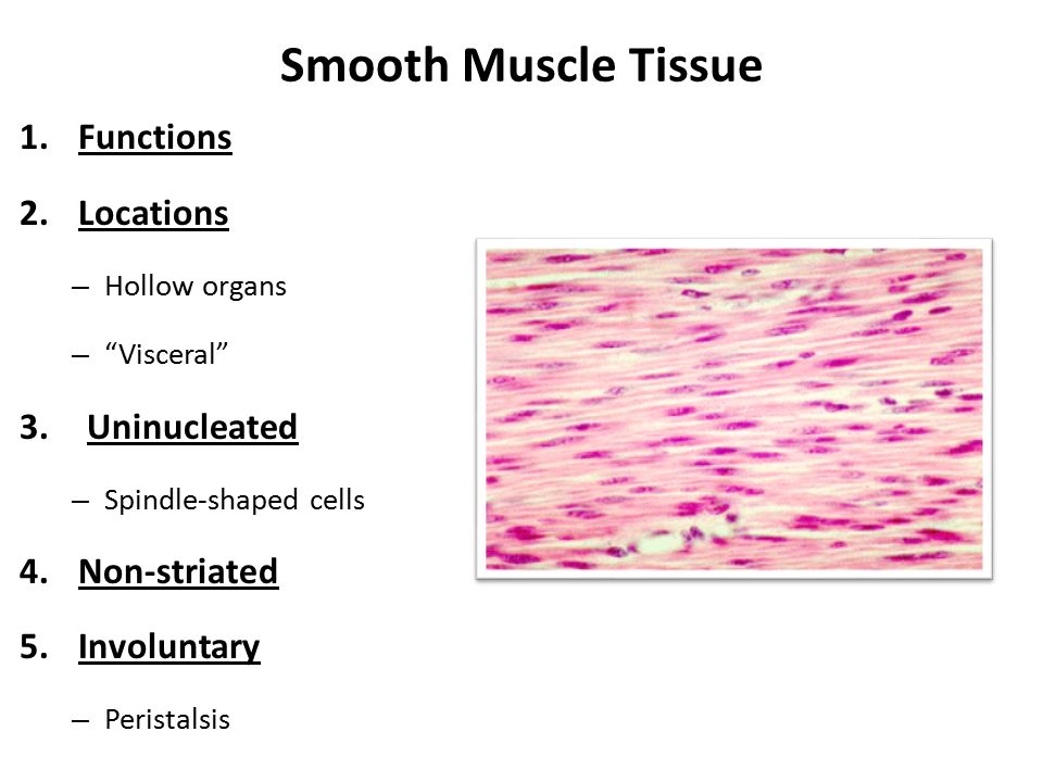 Smooth muscle. Striated muscle Tissue. Smooth muscle Tissue. Smooth muscle Tissue Cells. Striated muscle Cells.