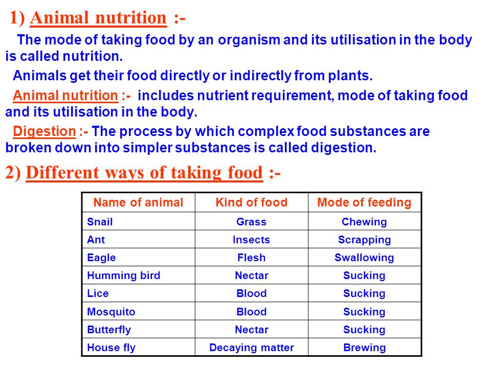 CHAPTER - 2 NUTRITION IN ANIMALS - ppt video online download