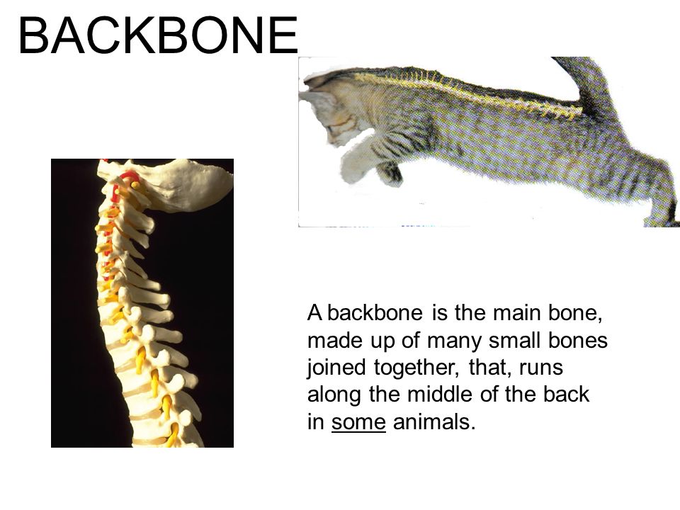 Science Vertebrates Animals with backbones. Science Vertebrates Animals  with backbones. - ppt download