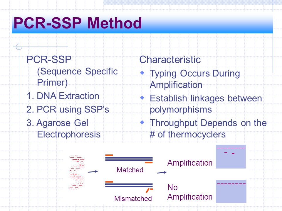PCR-SSP+Method+PCR-SSP+%28Sequence+Specific+Primer%29+Characteristic.jpg